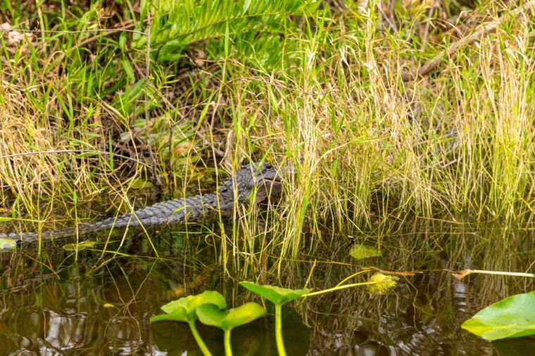 from-miami-everglades-wildlife-show-airboat-bus-transfer