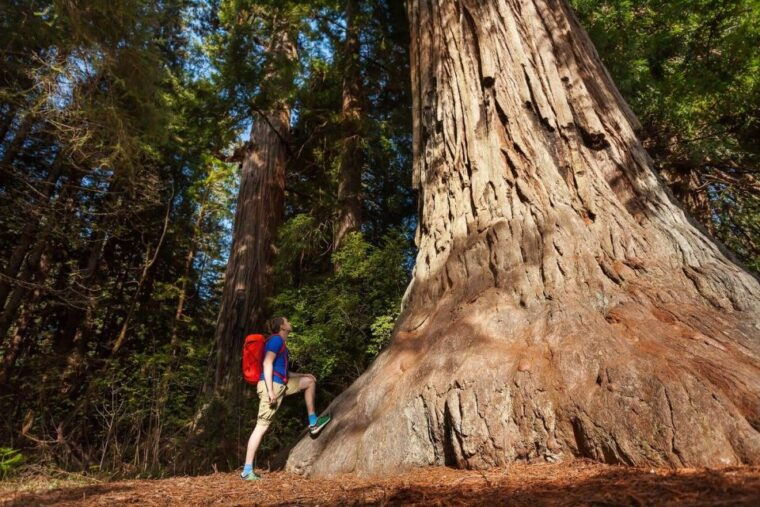 from-san-francisco-3-day-yosemite-national-park-tour-by-bus