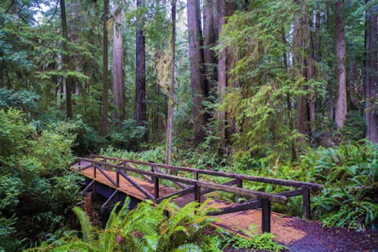 from-san-francisco-private-muir-woods-and-napa-wine-tour