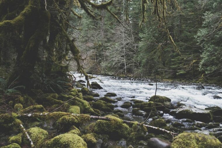 from-seattle-snoqualmie-twin-falls-and-ancient-forest-trip