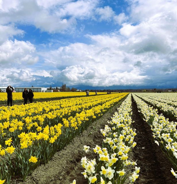 from-seattle-tour-of-skagit-valley-tulip-festival