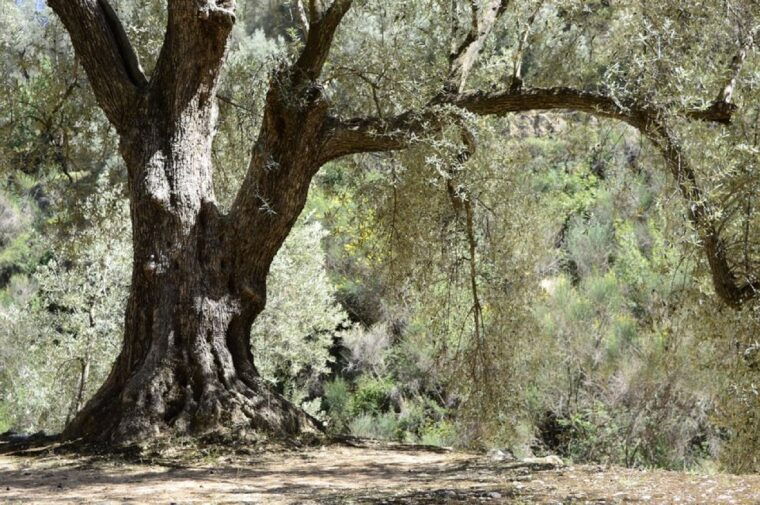 from-seville-olive-oil-farm-tour