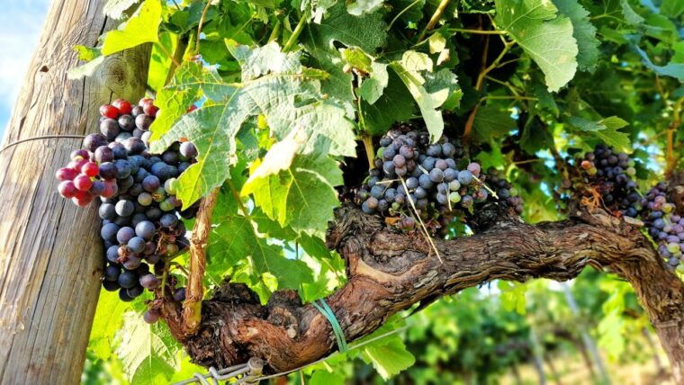 from-siena-chianti-wine-tour-with-lunch