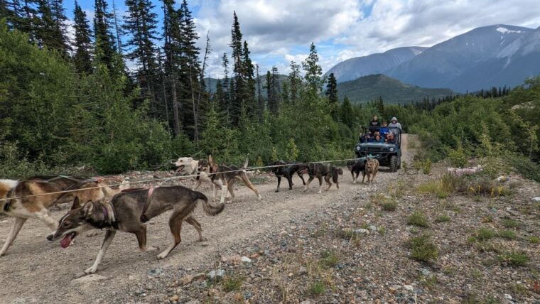 from-skagway-yukon-sled-dog-mushing-white-pass-combo