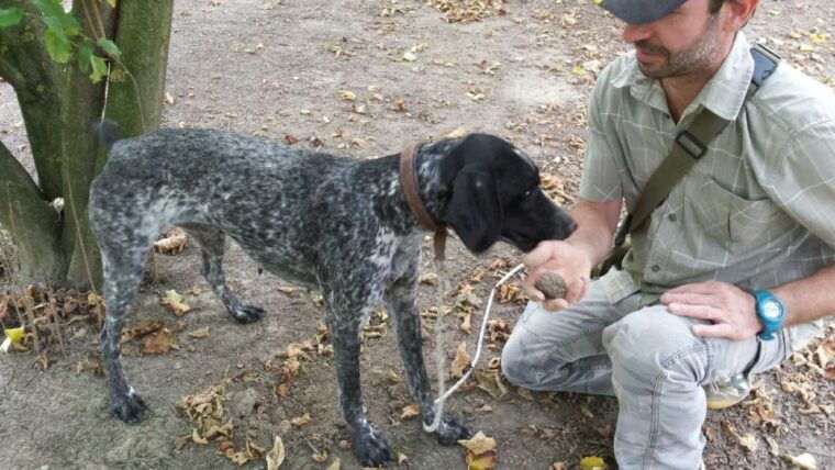 from-turin-half-day-truffle-hunting-and-lunch-in-piedmont