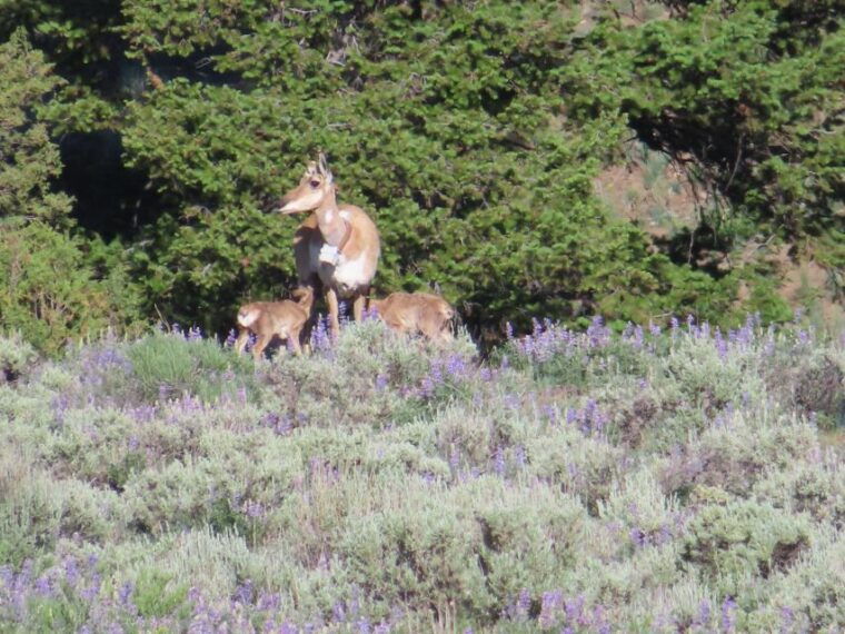 from-west-yellowstone-lamar-valley-wildlife-tour-by-van