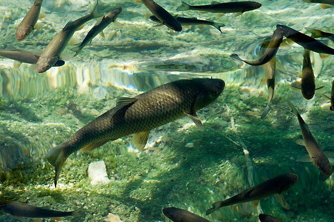 from-zadar-full-day-private-tour-to-plitvice-lakes-national-park