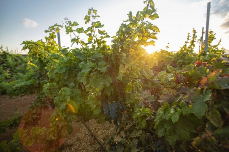 fuerteventura-tour-of-bodega-conatvs-vineyard-with-tasting