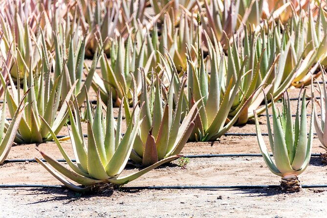 fuerteventura-villages-caves-and-farm-tour-with-lunch-from-north