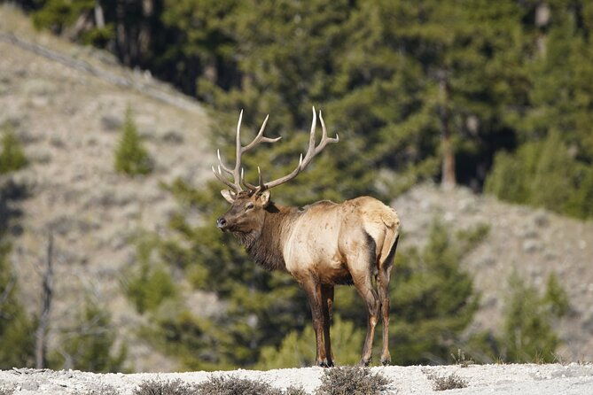 full-day-private-guided-tour-in-yellowstone-national-park