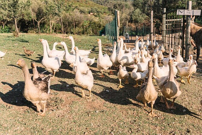 gallura-picnic-in-the-farm-with-animals