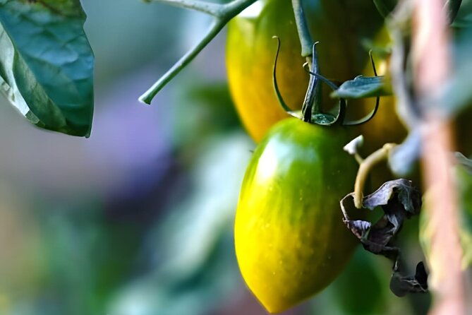 gastronomical-amalfi-coast-hike-with-cooking-class
