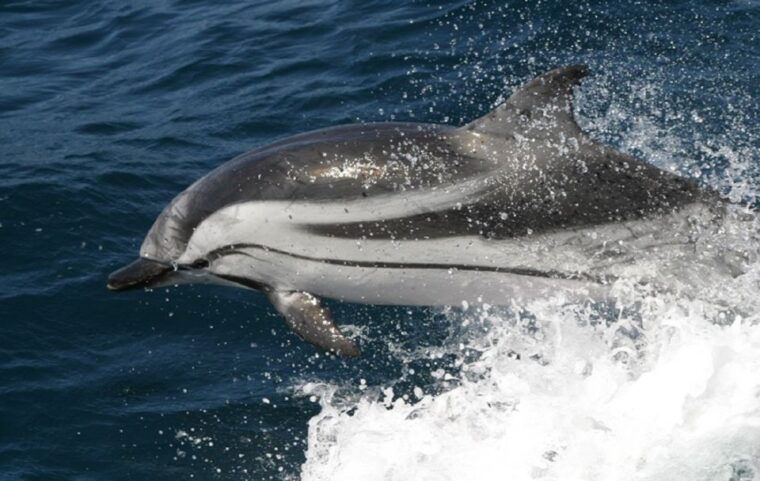 gibraltar-dolphins-watching-day-trip-from-seville