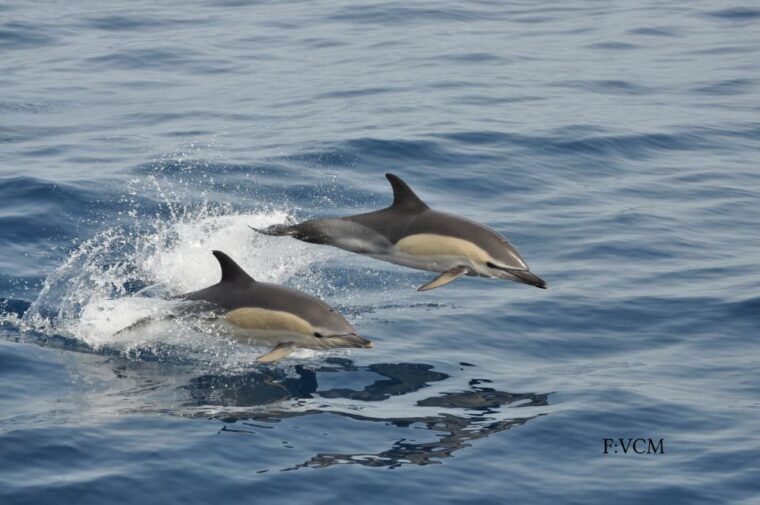 gran-canaria-dolphin-and-whale-watching-cruise-2
