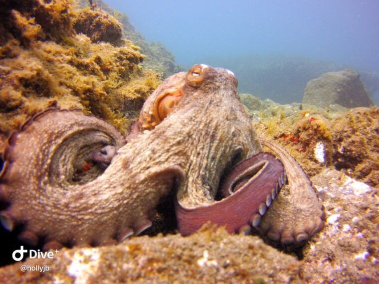 gran-canaria-try-scuba-diving-for-beginners