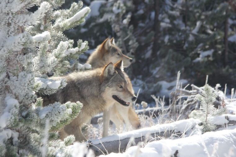 grand-teton-national-park-wildlife-tour-and-sleigh-ride