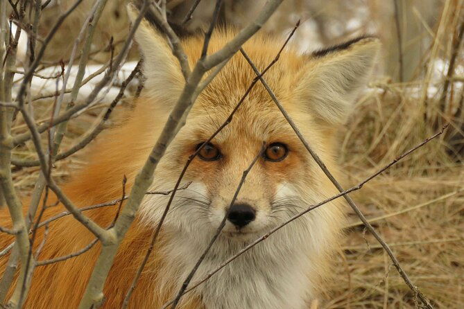 grand-teton-park-jackson-hole-private-morning-wildlife-tour