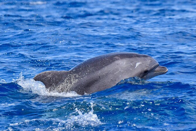 guided-activity-in-the-heart-of-azores-with-whales-and-dolphins