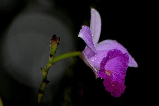 guided-night-hike-arenal-mundo-aventura