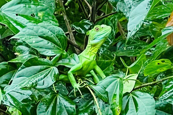 half-day-tortuguero-canal-cahuita-national-park-puerto-limon