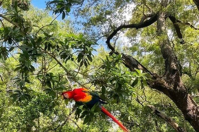 half-day-zip-line-combo-beaches-and-wildlife-encounter-in-roatan