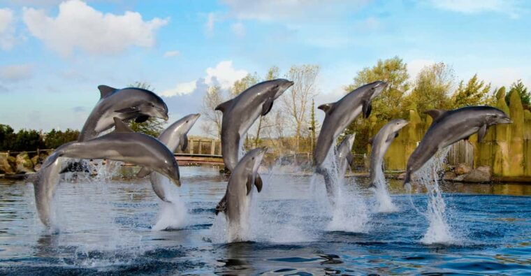 harderwijk-dolfinarium-entry-ticket