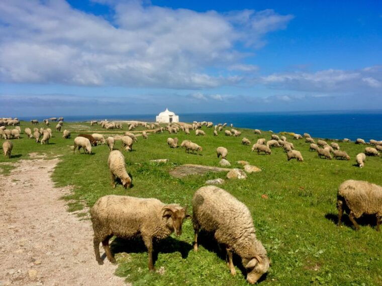 hiking-around-lisbon-jurassic-dinosaur-trails-of-espichel