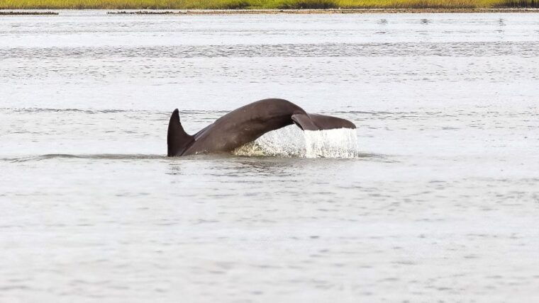 hilton-head-2-hour-private-dolphin-tour