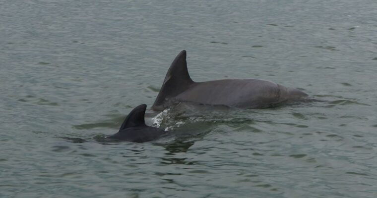 hilton-head-island-private-dolphin-and-nature-tour