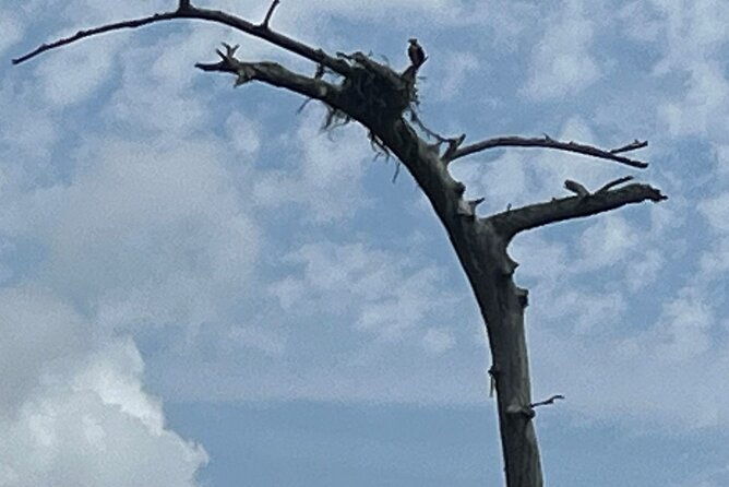 historical-scenic-bayou-swamp-water-trail-kayak-tour