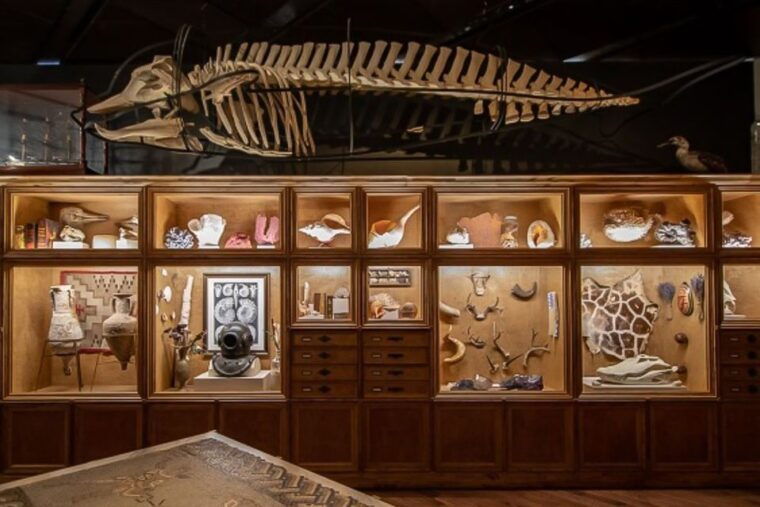 houston-museum-of-natural-science-general-admission-ticket