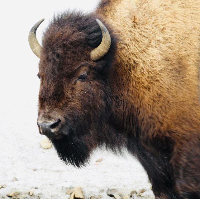 jackson-2-day-yellowstone-national-park-tour-with-lunches