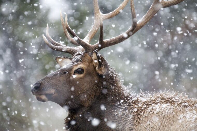 jackson-4-day-grand-teton-yellowstone-winter-tour