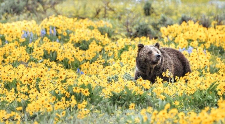 jackson-grand-teton-national-park-guided-wildlife-tour