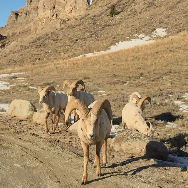 jackson-grand-teton-sunrise-safari-with-naturalist-guide