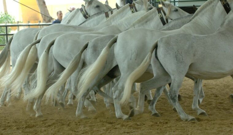 jerez-carthusian-horses-tour-at-the-yeguada-de-la-cartuja
