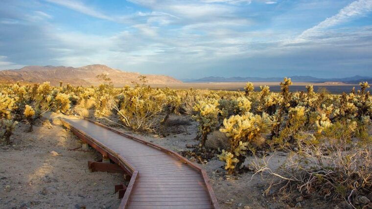 journey-into-joshua-tree-audio-driving-tour-and-local-guide
