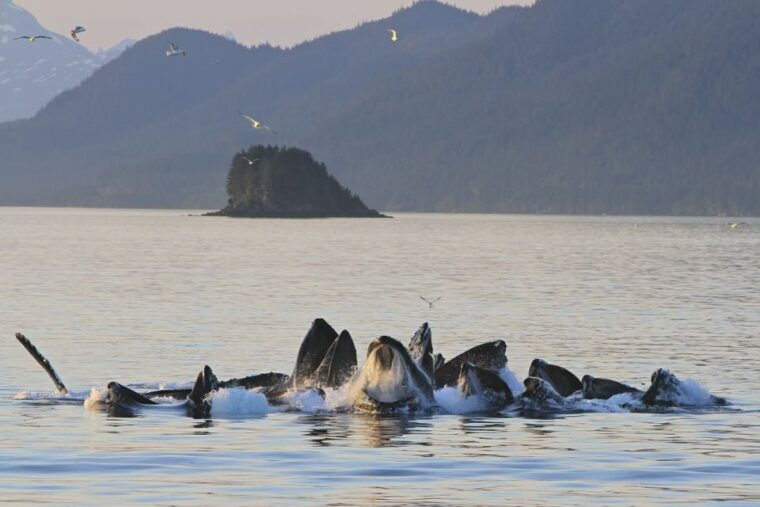 juneau-whale-watching-and-mendenhall-glacier-day-trip