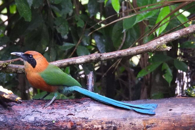 jungle-tour-bird-watching-and-local-fauna-from-guatape