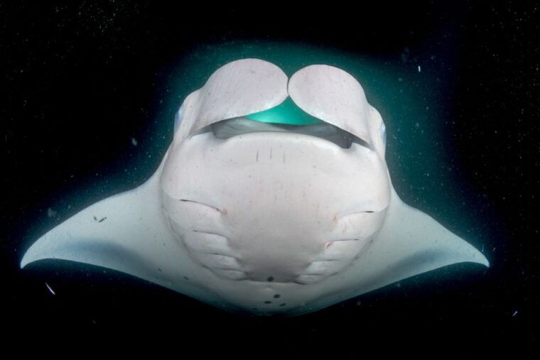 kailua-kona-night-manta-ray-adventure-on-the-big-island