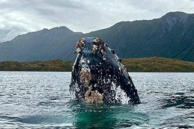 kayaking-with-whales-and-wildlife-watching-from-punta-arenas
