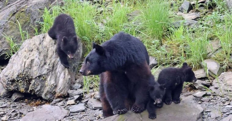 ketchikan-alaska-native-cultural-and-scenic-shore-excursion