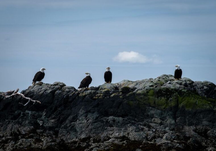 ketchikan-lighthouse-totems-eagles-excursion