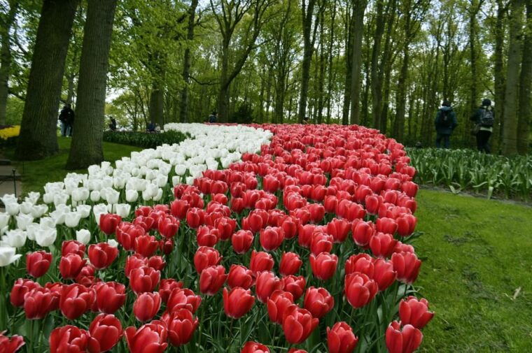 keukenhof-tulip-royalty-tour-with-exclusive-private-driver