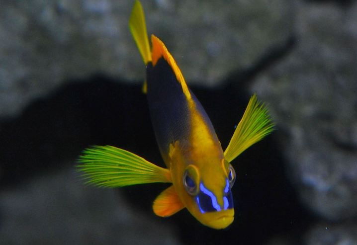 key-west-aquarium-tickets
