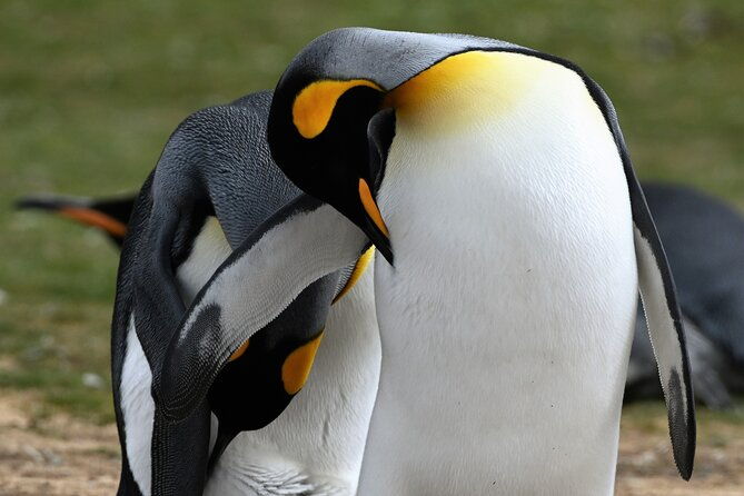 king-penguin-safari4x4-adventure-to-volunteer-point-falkland