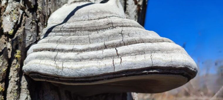 linguaglossa-north-etna-guided-forest-walking-tour
