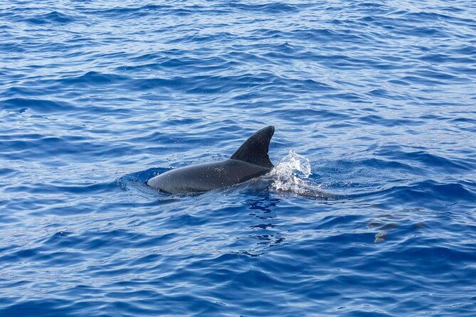 living-sea-boat-trip-in-madeira-from-funchal