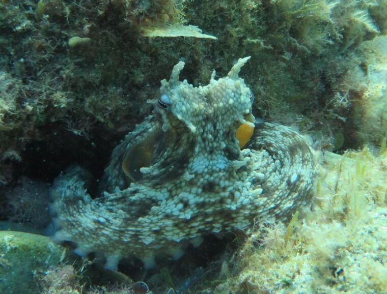 lloret-de-mar-scuba-diving-experience-no-license-required