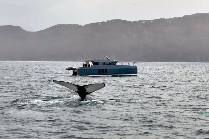 luxury-whale-watching-from-tromso-small-group-and-local-guide